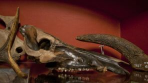 Czytaj więcej o: Kości prehistorycznych zwierząt